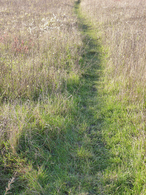 trod path
