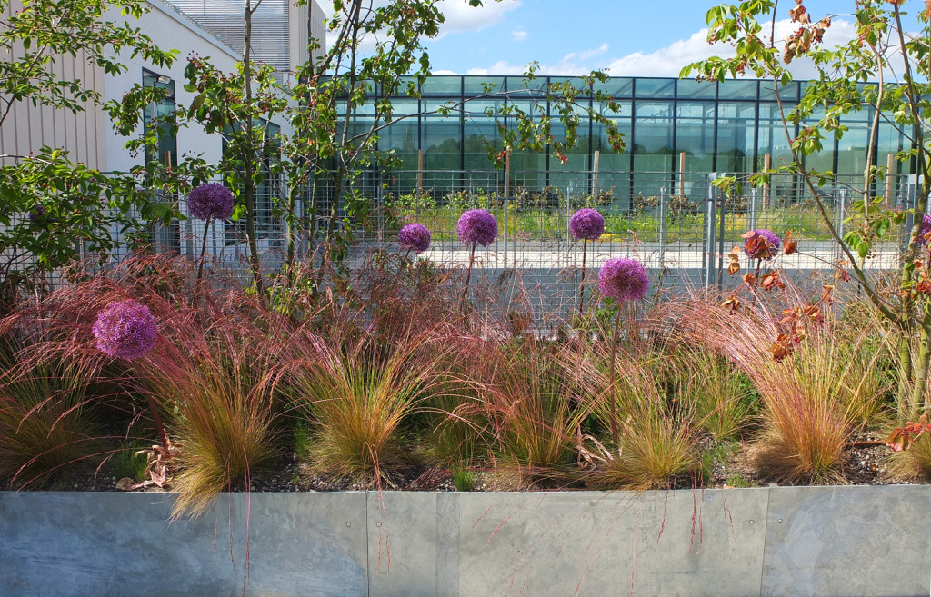 Stockwell Street Roof Garden, at the University of Greenwich, is a teaching resource for the MA and BA Landscape Architecture courses