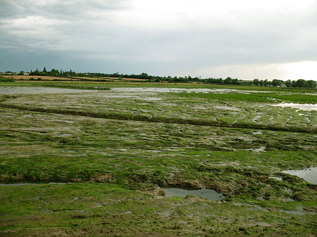 Tollesbury Wikc Nature Reserve, managed by the Essex Wildlife Trust, credit Philthemancunian