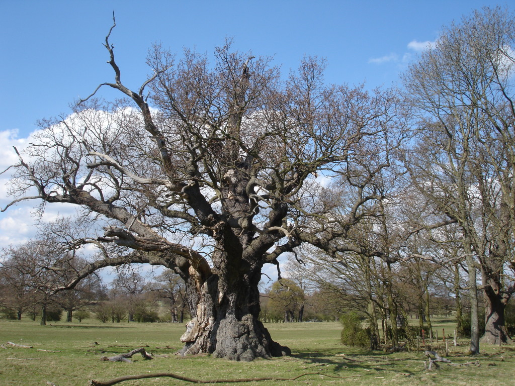 Windsor_Great_Park_oak